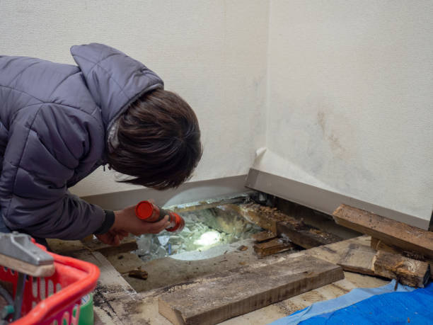 Best Dehumidification Services  in Iona, ID