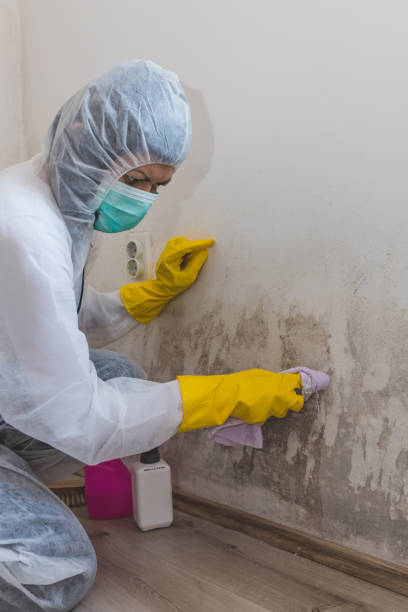 Best Attic Mold Removal  in Iona, ID