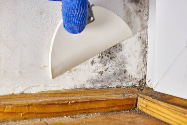 Mold Odor Removal Services in Iona, ID